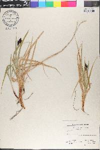 Carex atrata image