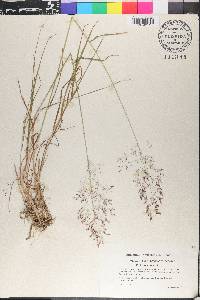 Agrostis capillaris image