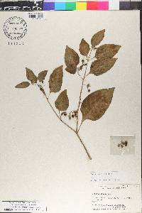 Solanum americanum image