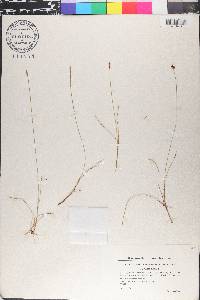 Carex dioica image