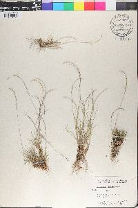 Microchloa kunthii image