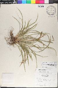 Carex cumberlandensis image