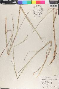 Schizachyrium sanguineum image