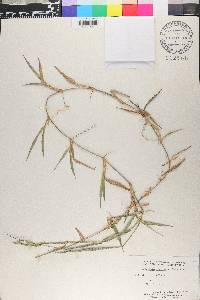 Homolepis aturensis image