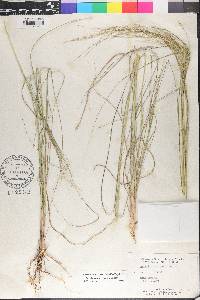 Aristida ternipes image