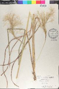 Andropogon bicornis image