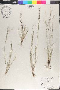 Aristida adscensionis image