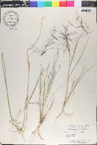 Aristida pansa image