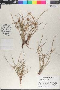 Cyperus humilis image