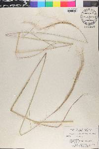 Trachypogon angustifolius image