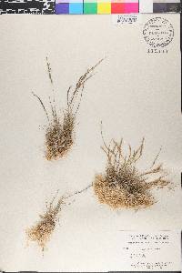 Tripogon spicatus image