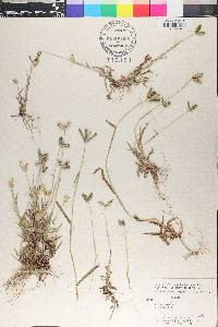 Dactyloctenium aegyptium image