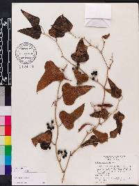 Smilax bona-nox image