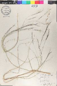 Aristida purpurea var. wrightii image