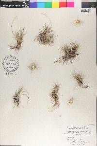 Cyclostachya stolonifera image