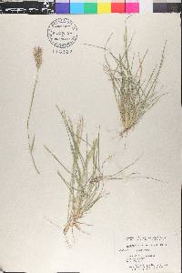 Enteropogon chlorideus image