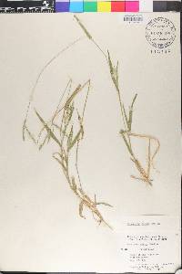 Digitaria patens image