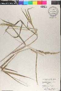 Echinochloa colona image