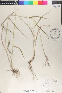 Melinis repens image
