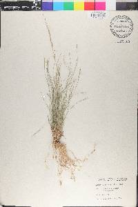 Aristida purpurea var. nealleyi image