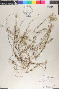 Monanthochloe littoralis image