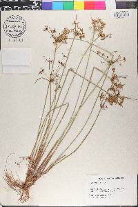 Cyperus haspan image