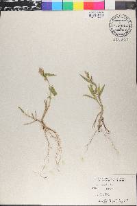 Panicum molle image