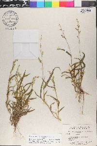 Urochloa arizonica image