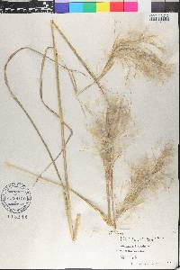 Andropogon bicornis image