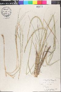 Eragrostis spicata image