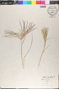 Chloris verticillata image