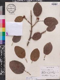 Ficus aurea image