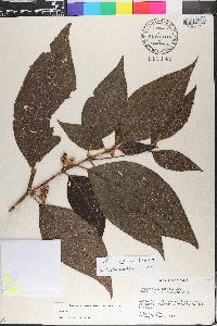 Bellucia egensis image