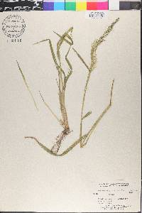 Tridens eragrostoides image