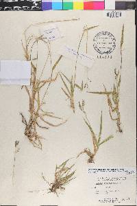 Ocellochloa stolonifera image