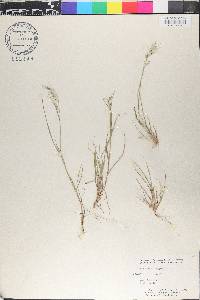 Bouteloua longiseta image