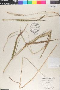 Paspalum unispicatum image