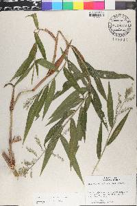 Lasiacis ligulata image