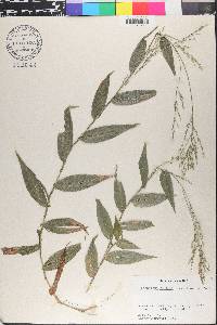 Ichnanthus pallens image