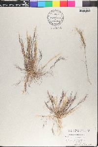 Aristida adscensionis image