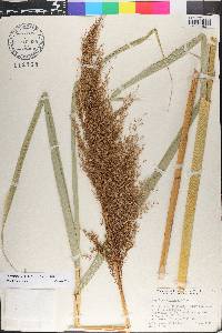 Phragmites australis image