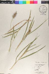 Cenchrus pilosus image