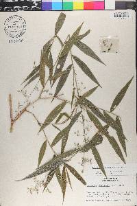 Lasiacis ligulata image