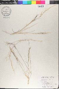 Aristida adscensionis image