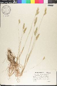 Bromus hordeaceus image