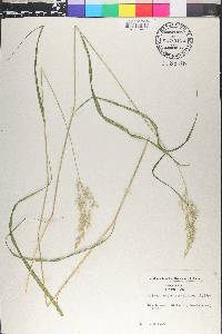 Calamagrostis arundinacea image