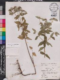 Pycnanthemum floridanum image