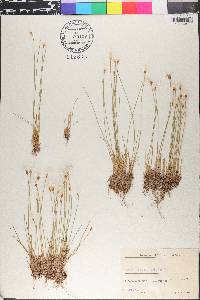 Eriophorum alpinum image