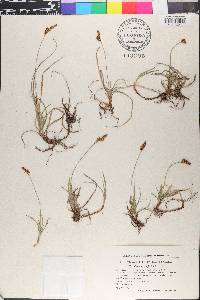 Carex caryophyllea image