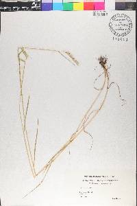 Hordeum secalinum image